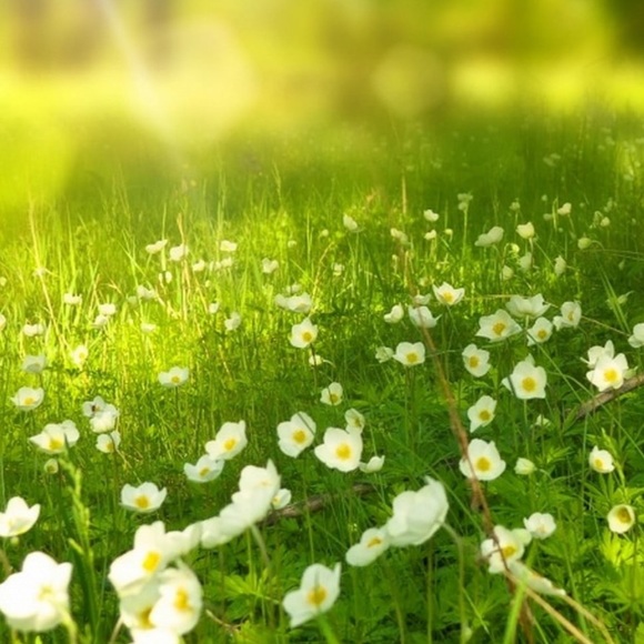 Meet your Posher, Krista - Picture 1 of 1